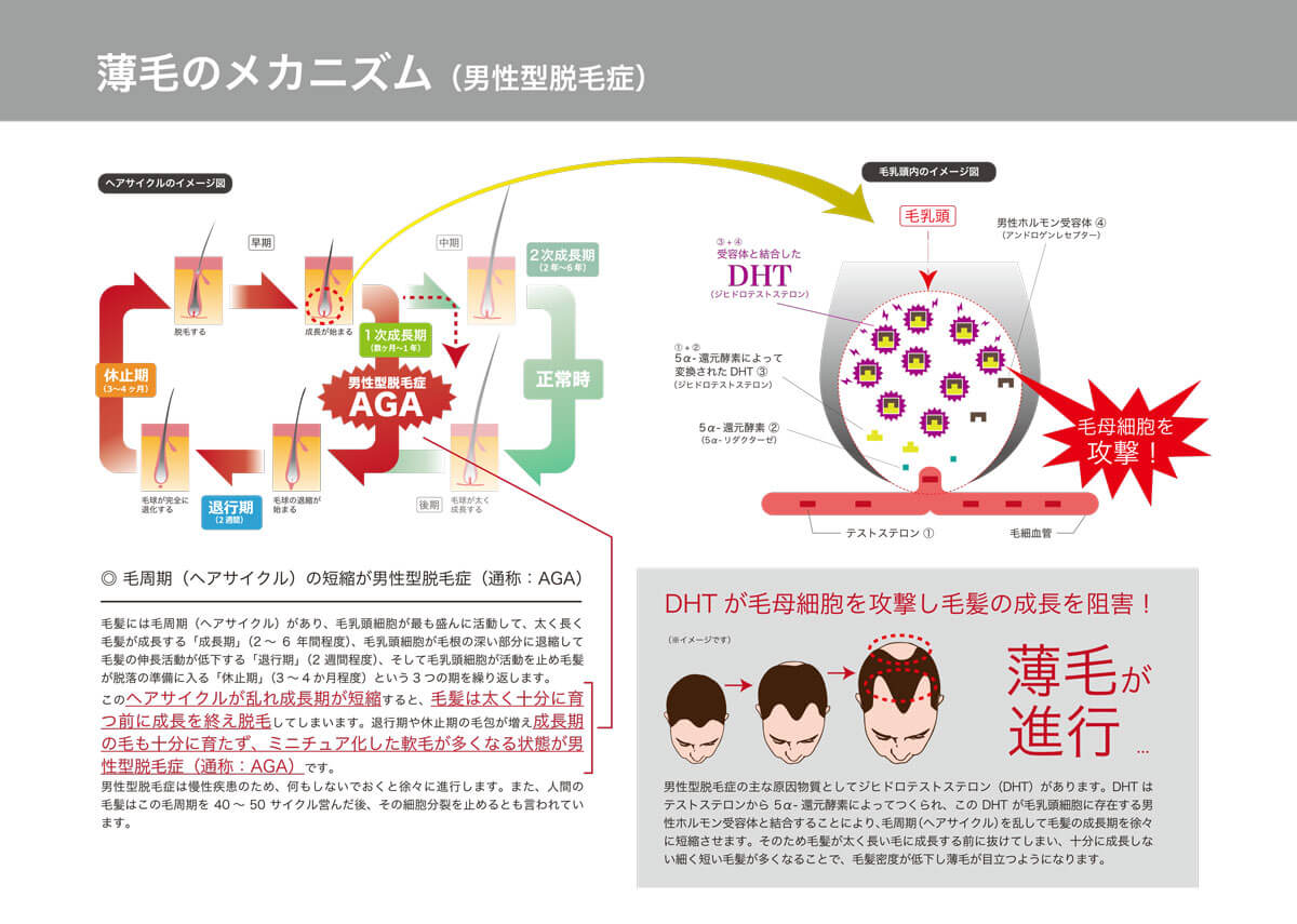 男性の発毛のメカニズム